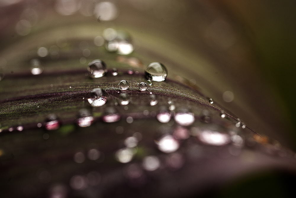 5. Platz Rudi Schmid